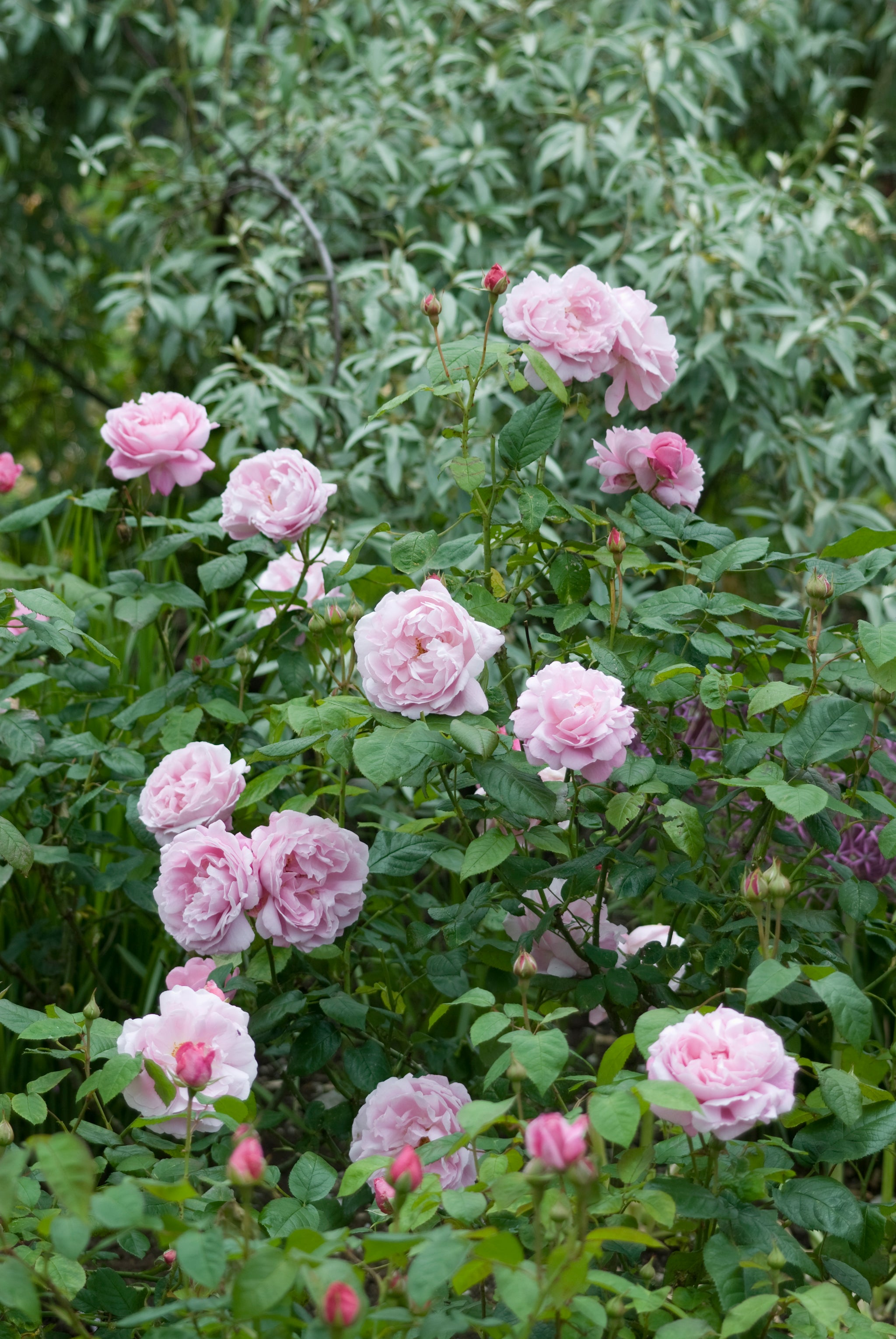 David Austin Rose Mary Rose - 20cm Pot