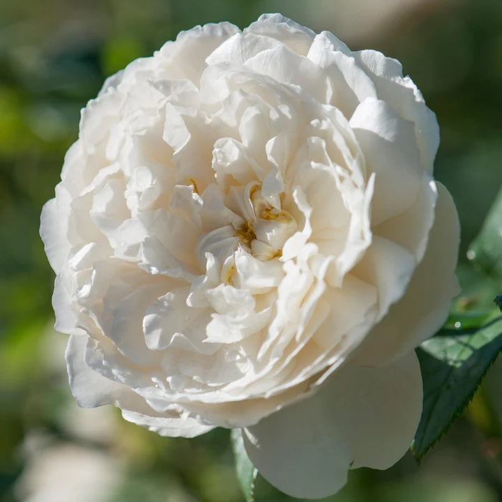 David Austin William And Catherine - 20cm Pot