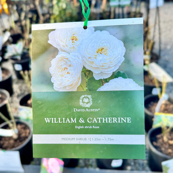 David Austin William And Catherine - 20cm Pot