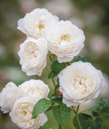 David Austin William And Catherine - 20cm Pot
