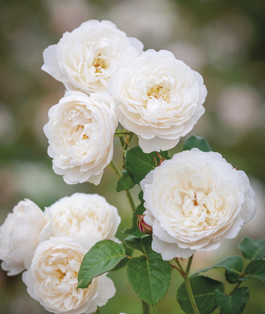 David Austin William And Catherine - 20cm Pot