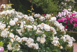 David Austin William And Catherine - 20cm Pot