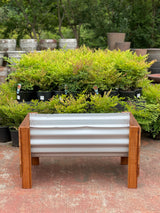 Peter Planter S