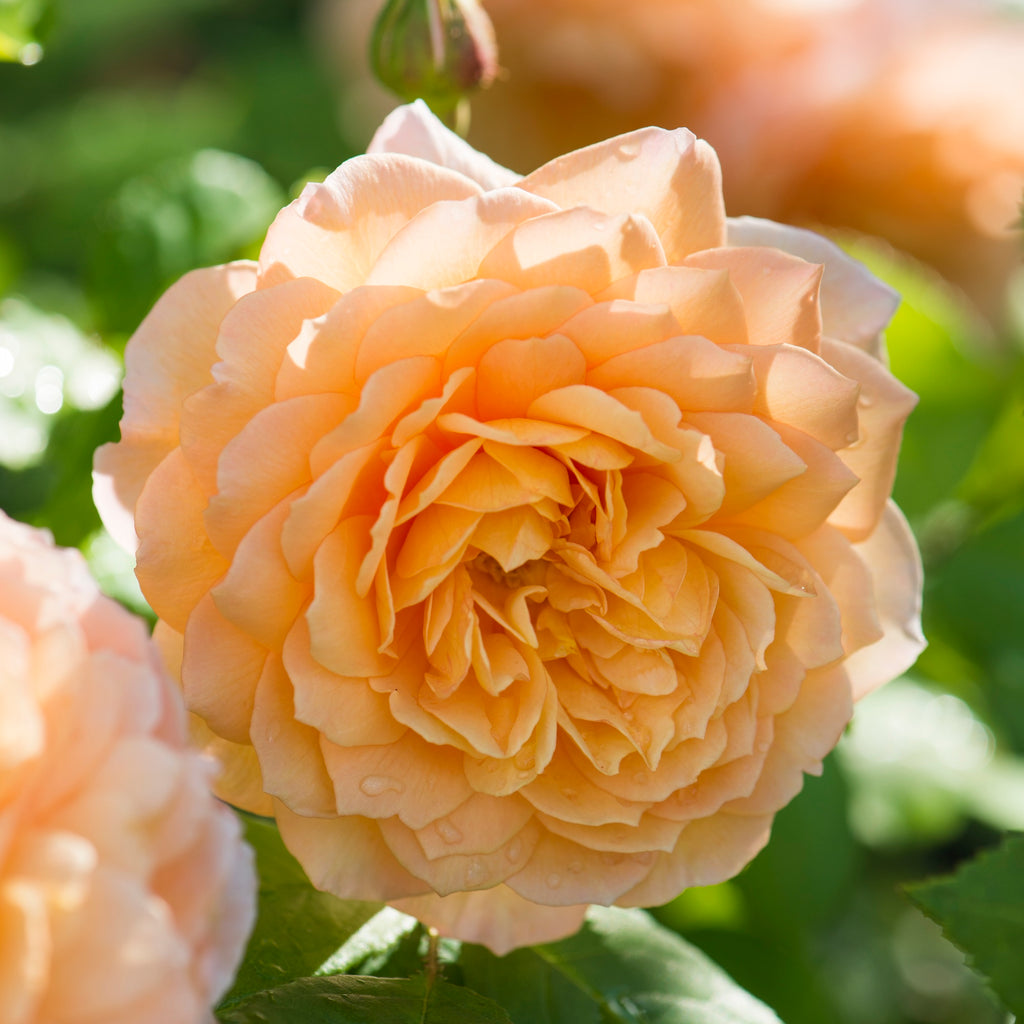 David Austin Bush Rose Grace - 20cm Pot