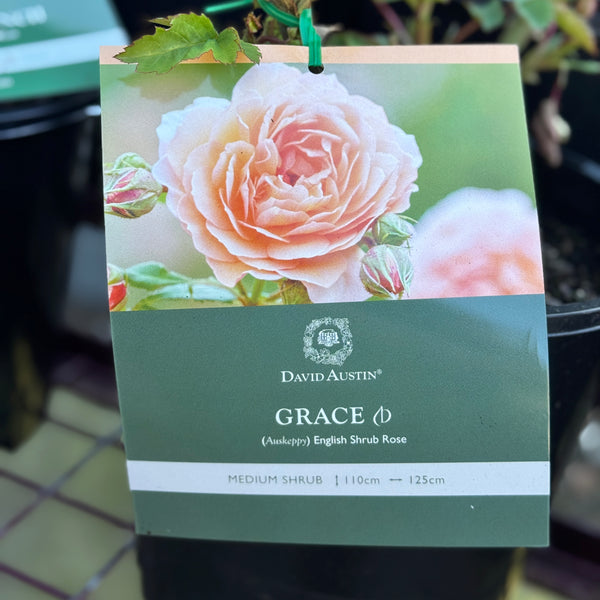 David Austin Bush Rose Grace - 20cm Pot
