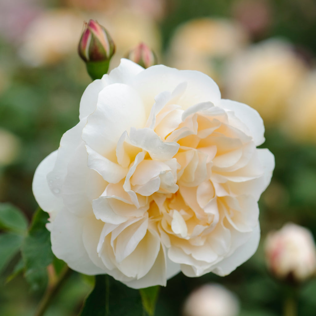 David Austin Bush Rose Litchfield Angel - 20cm Pot