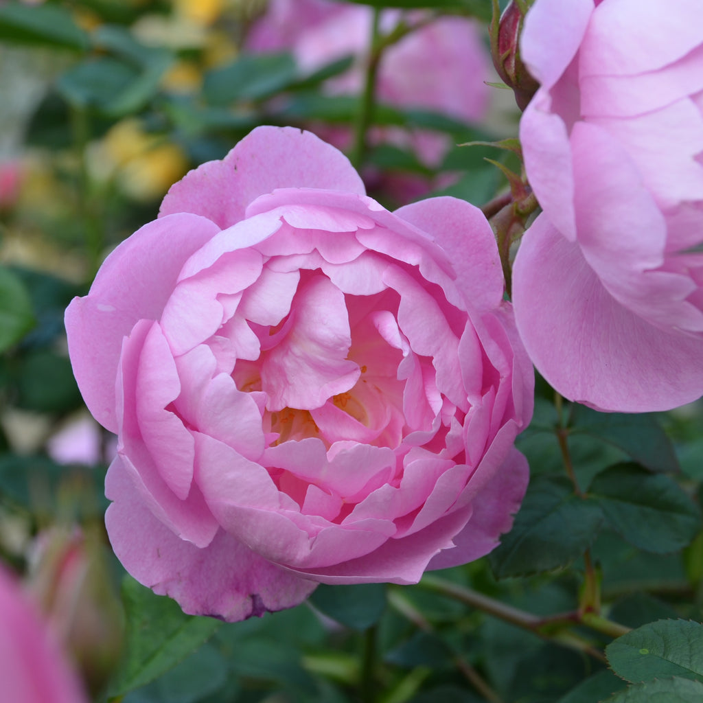 David Austin Bush Rose Skylark - 20cm Pot