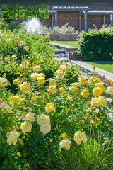 David Austin Bush Rose The Poet's Wife - 20cm Pot