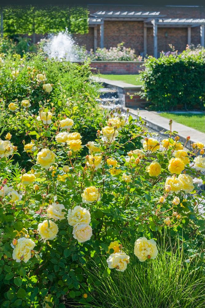David Austin Bush Rose The Poet's Wife - 20cm Pot