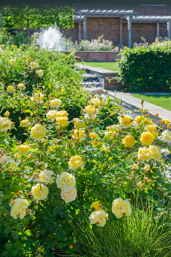 David Austin Bush Rose The Poet's Wife - 20cm Pot