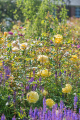 David Austin Bush Rose The Poet's Wife - 20cm Pot