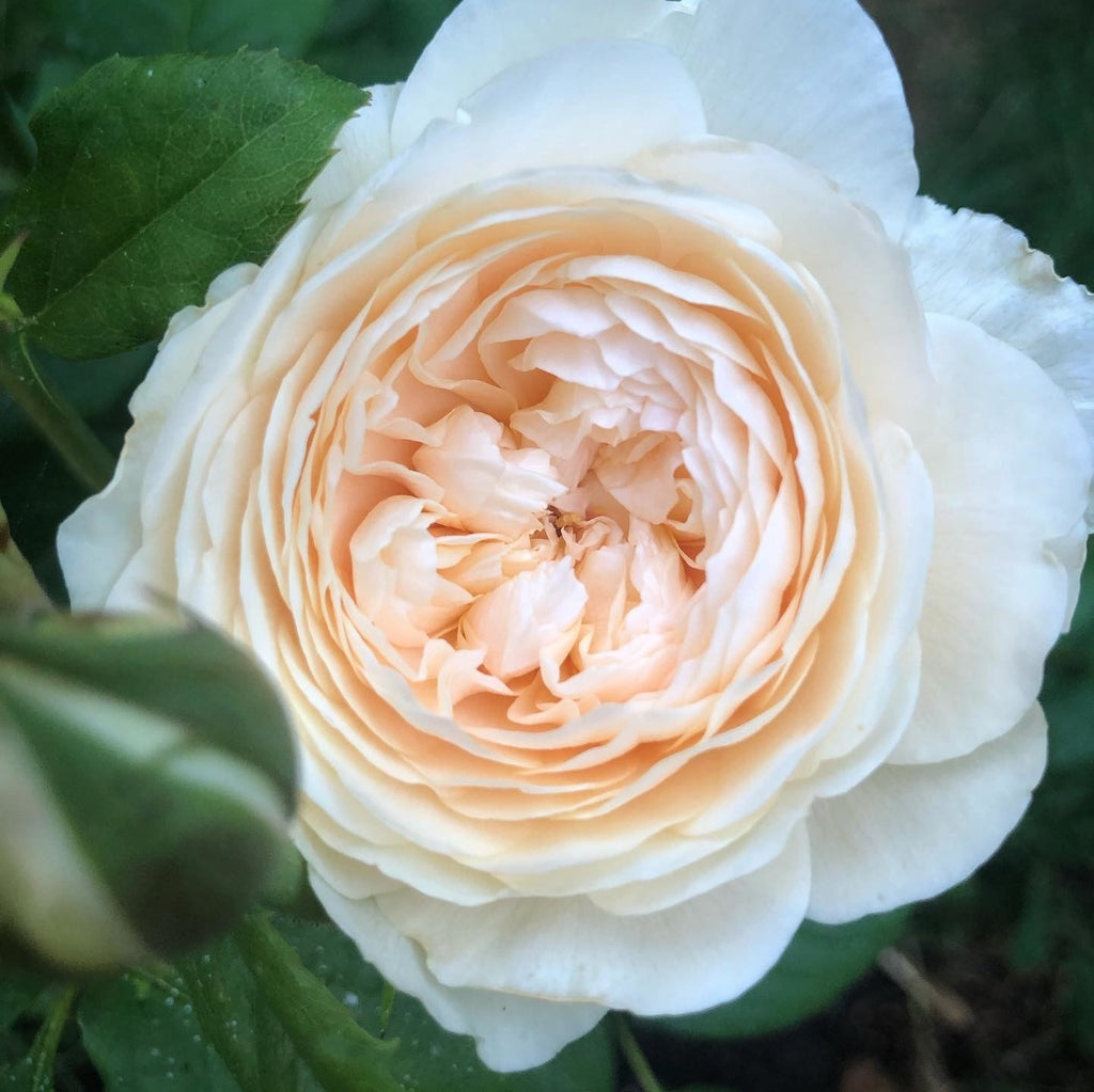 David Austin Bush Rose Windemere - 20cm Pot