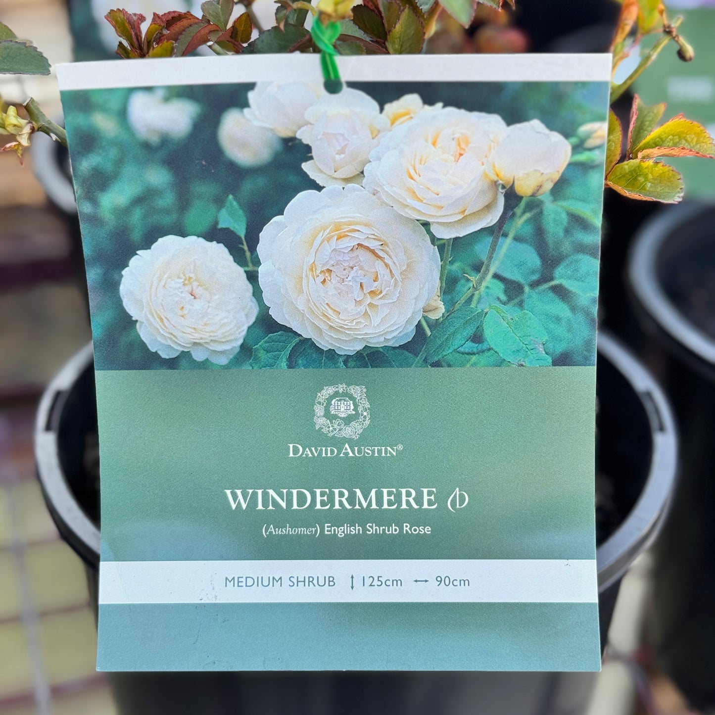 David Austin Bush Rose Windemere - 20cm Pot