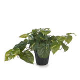 Pothos In Pot - Variegated 19cm
