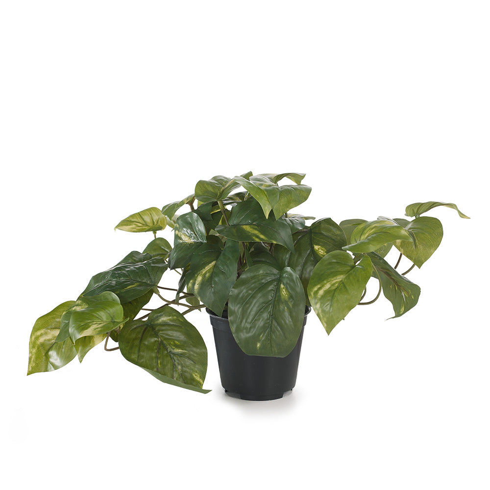 Pothos In Pot - Variegated 19cm