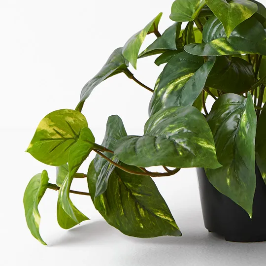 Pothos In Pot - Variegated 19cm