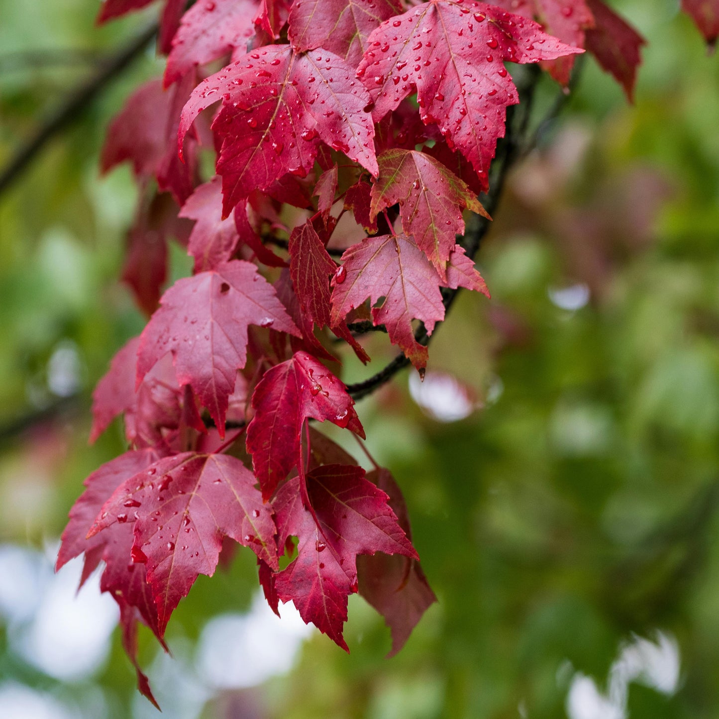 Acer Rubrum Autumn Red Size 1