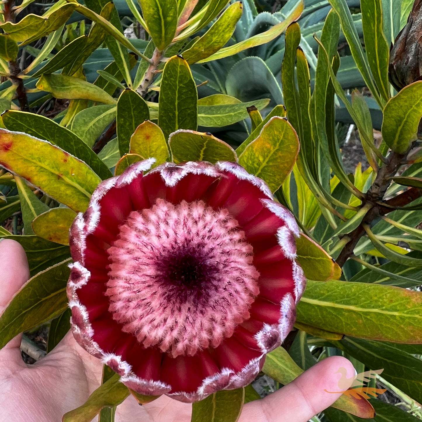 Protea Australis Ruby - 14cm Pot