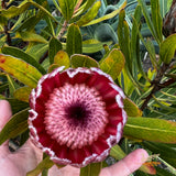 Protea Australis Ruby - 14cm Pot