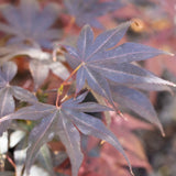Acer Bloodgood  - 33cm Pot