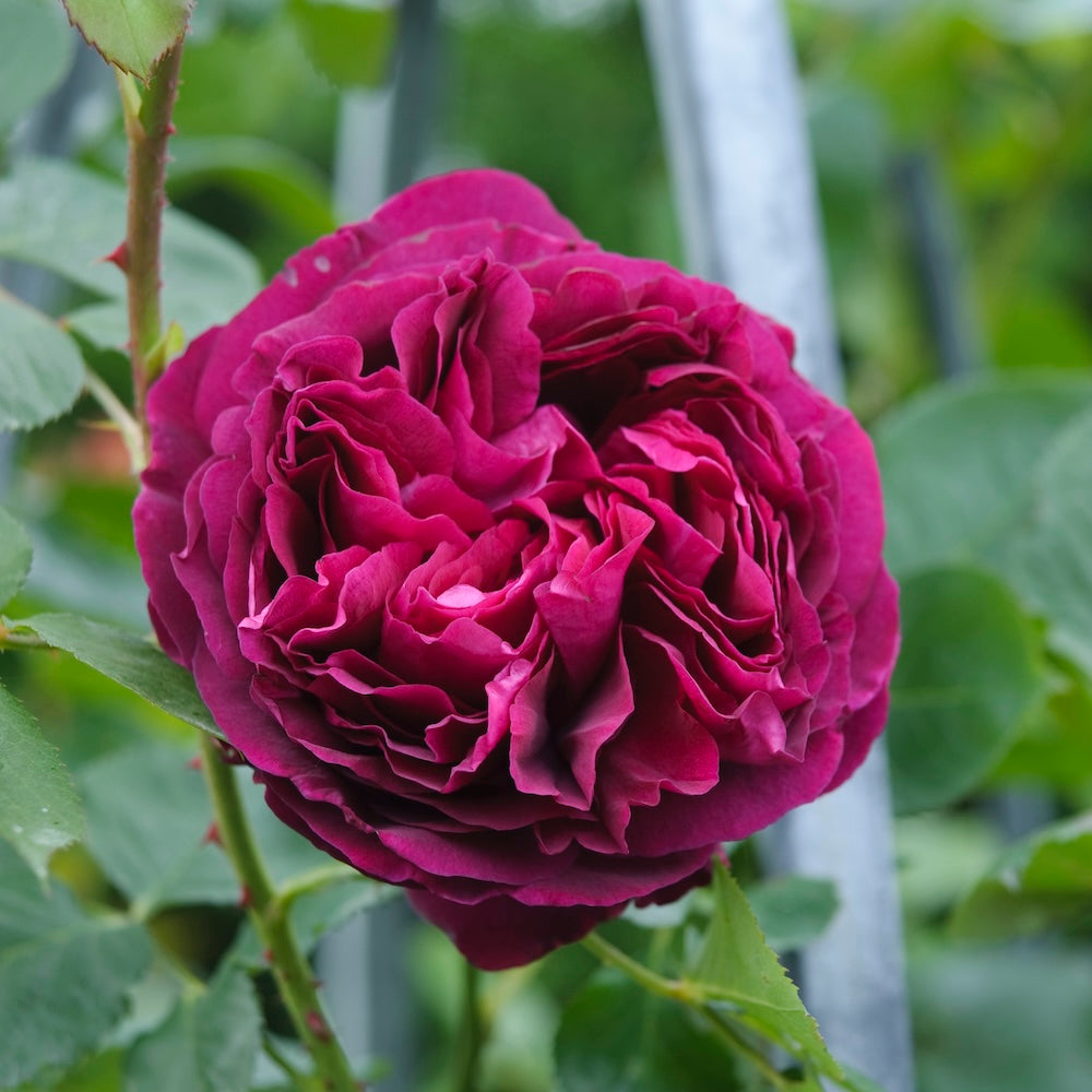 David Austin Bush Rose Falstaff - 20cm Pot