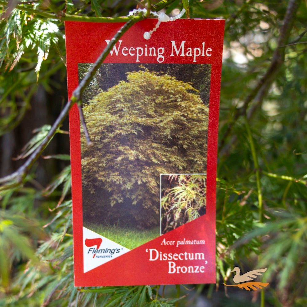Acer Ornatum Bronze Weeping - 50cm Pot