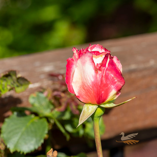 Bush Rose Double Delight - 20cm Pot