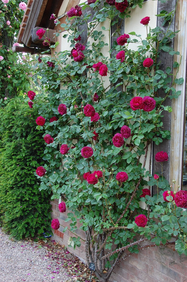 David Austin Bush Rose Falstaff - 20cm Pot