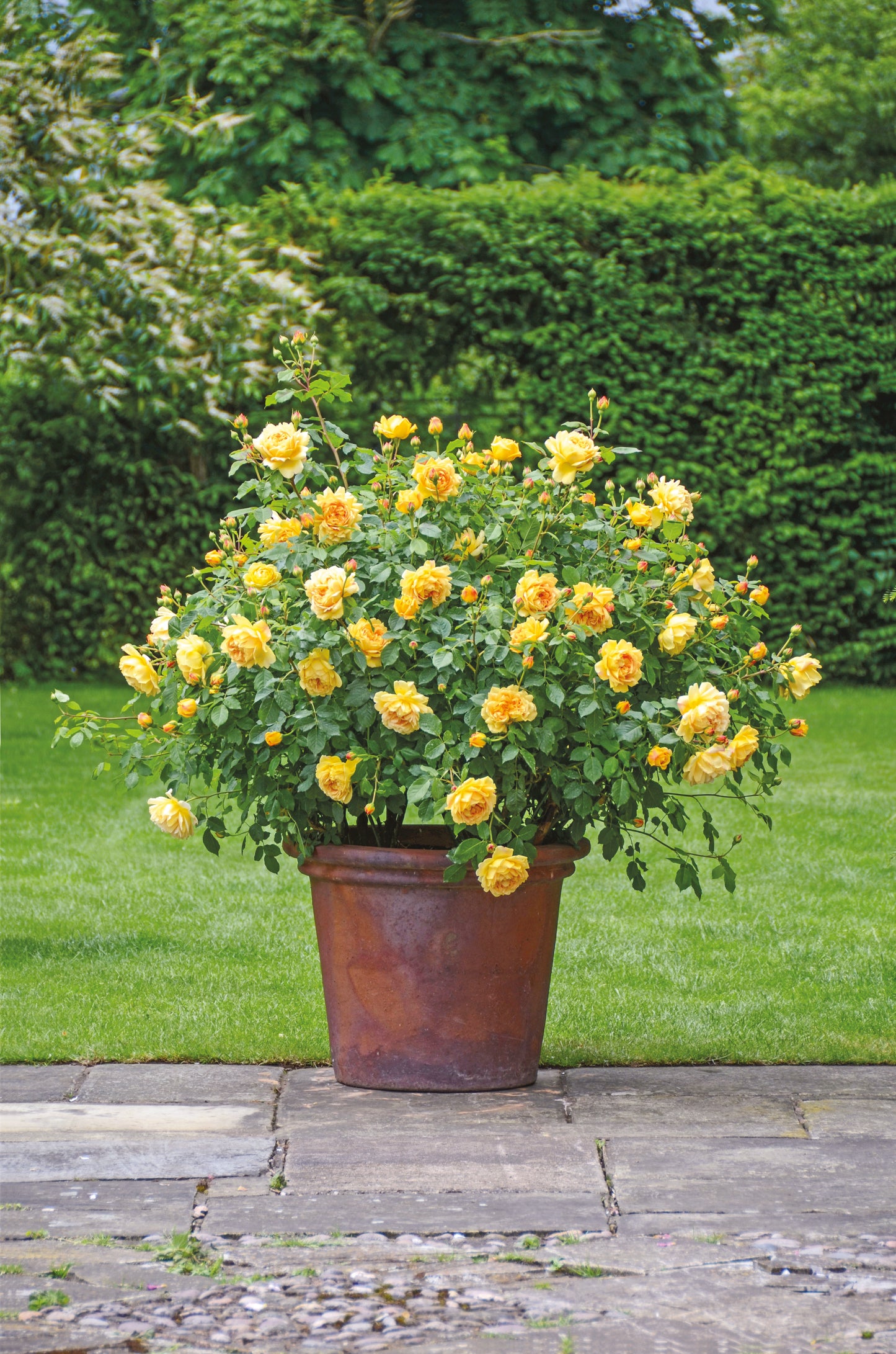 David Austin Rose Golden Celebration - 20cm Pot