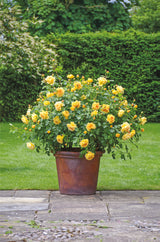 David Austin Rose Golden Celebration - 20cm Pot