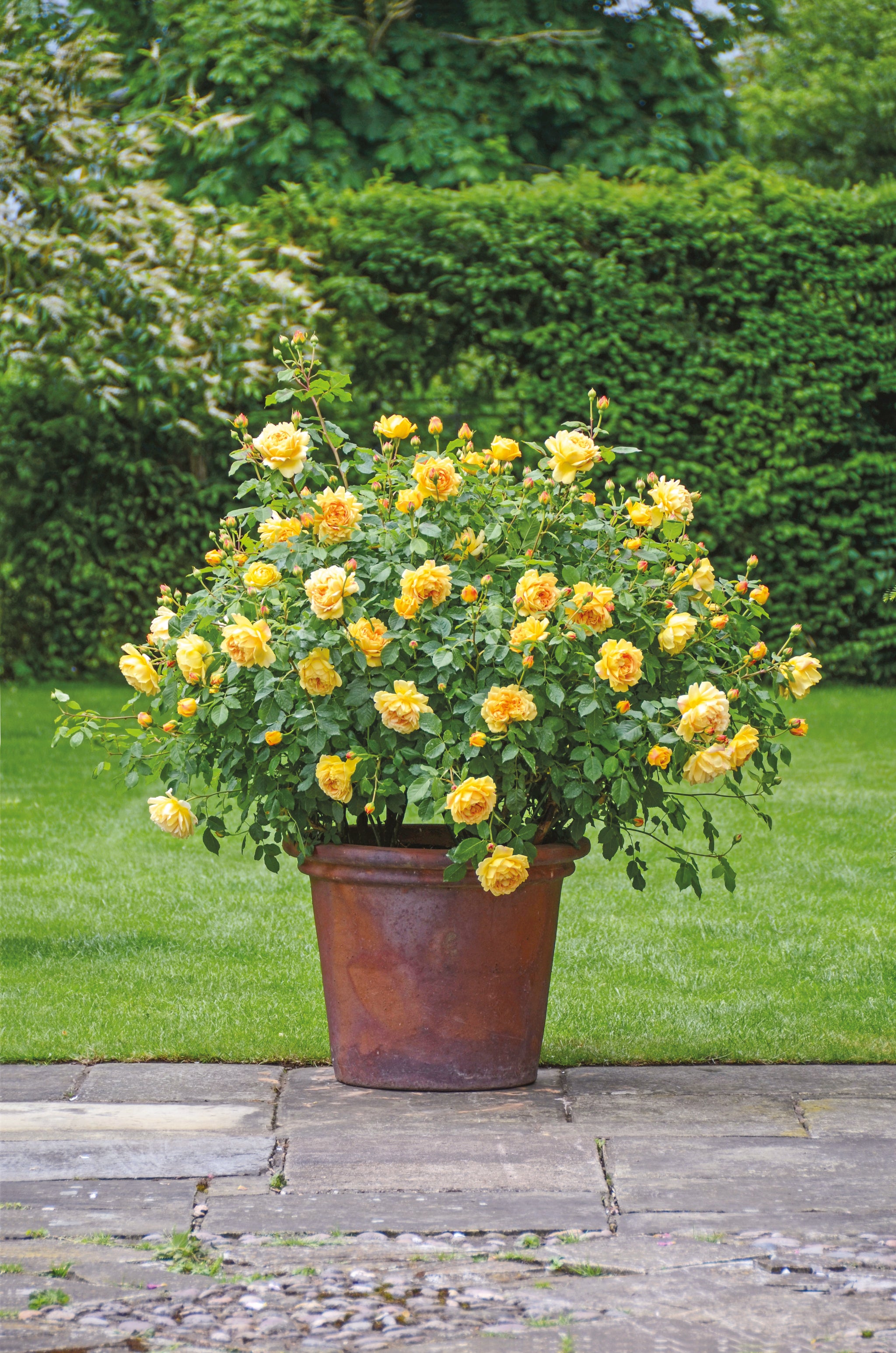 David Austin Rose Golden Celebration - 20cm Pot