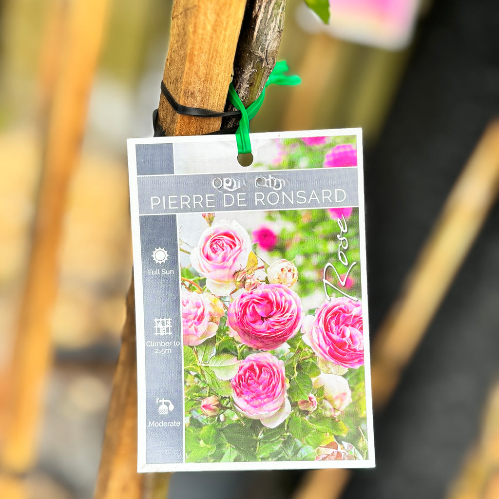 Standard Rose Pierre De Ronsard - 90cm/3ft | 20cm Pot