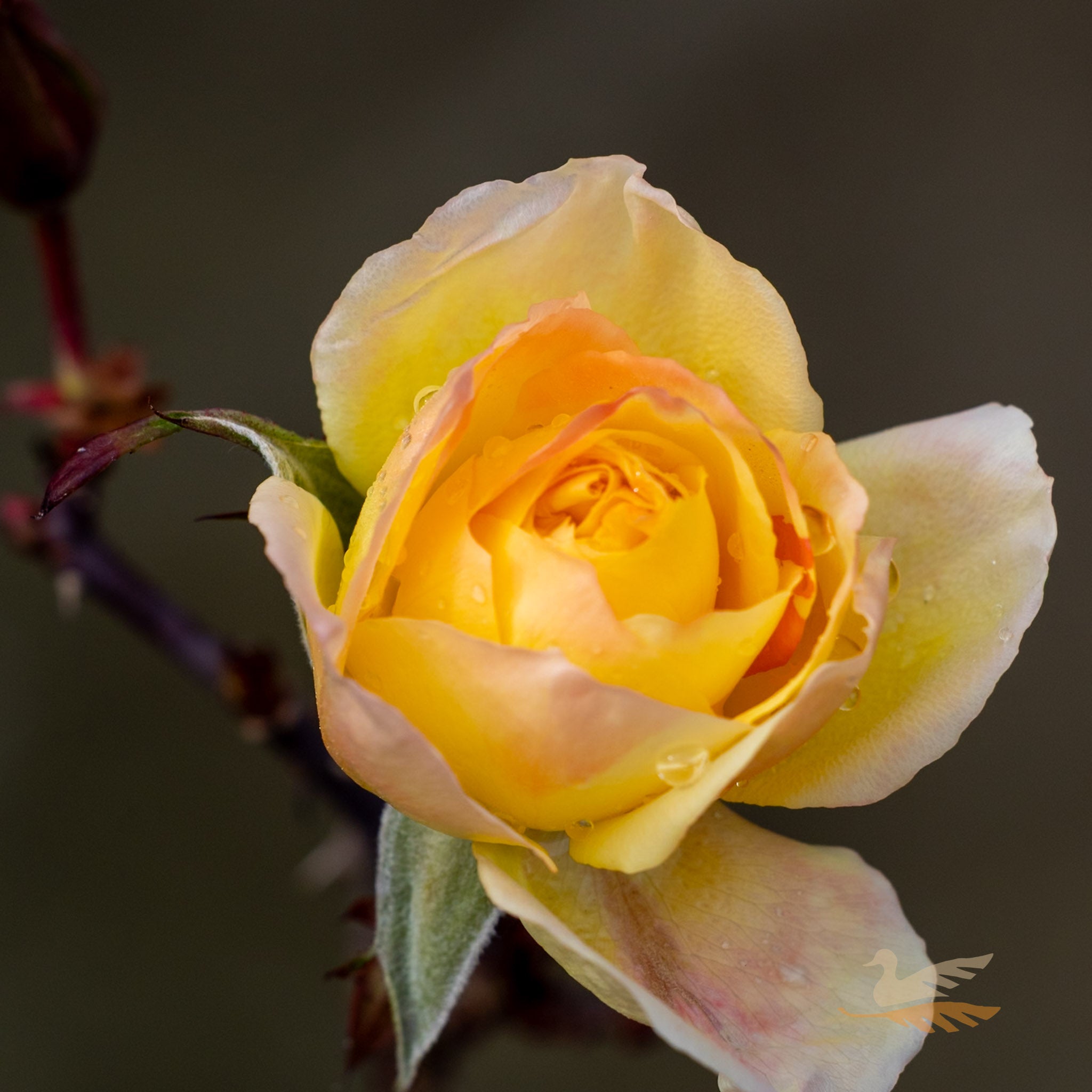 Standard Rose Jubilee 150 - 90cm/3ft | 20cm Pot