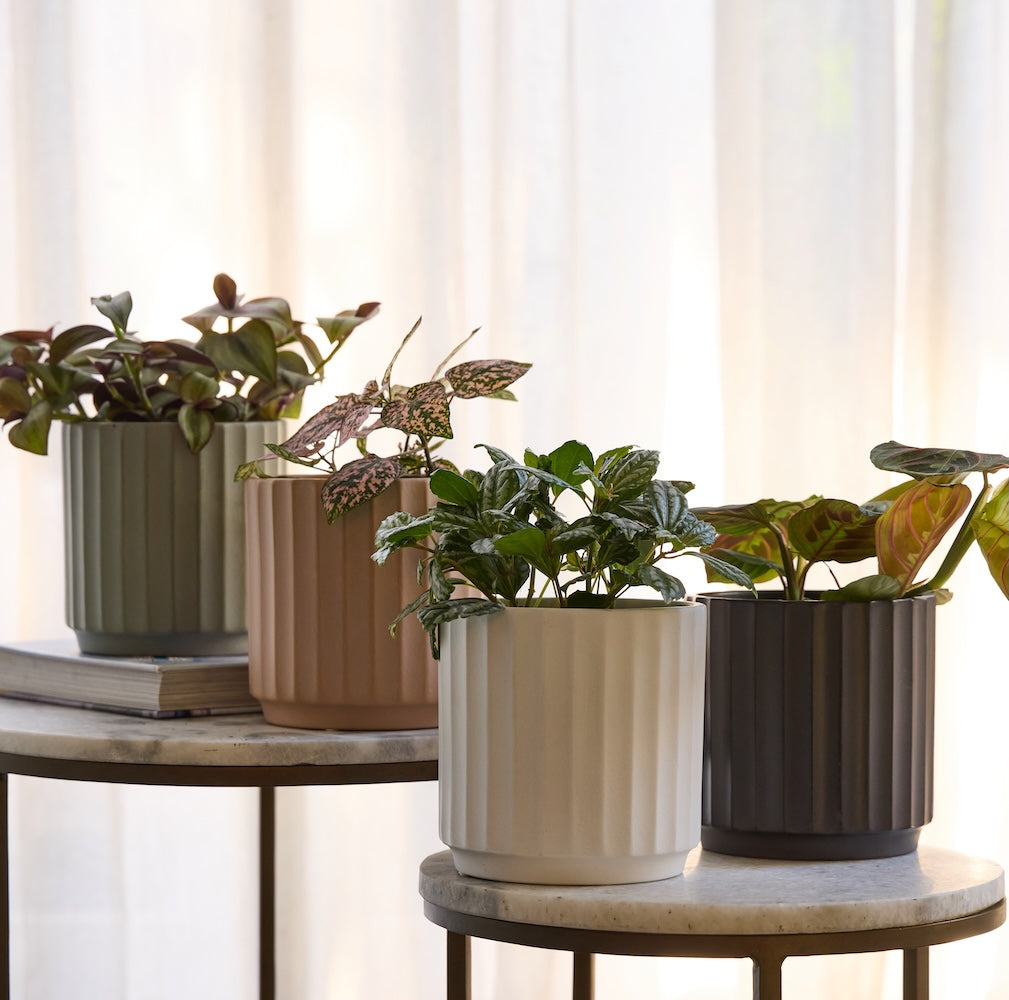 Cedar Pot -
