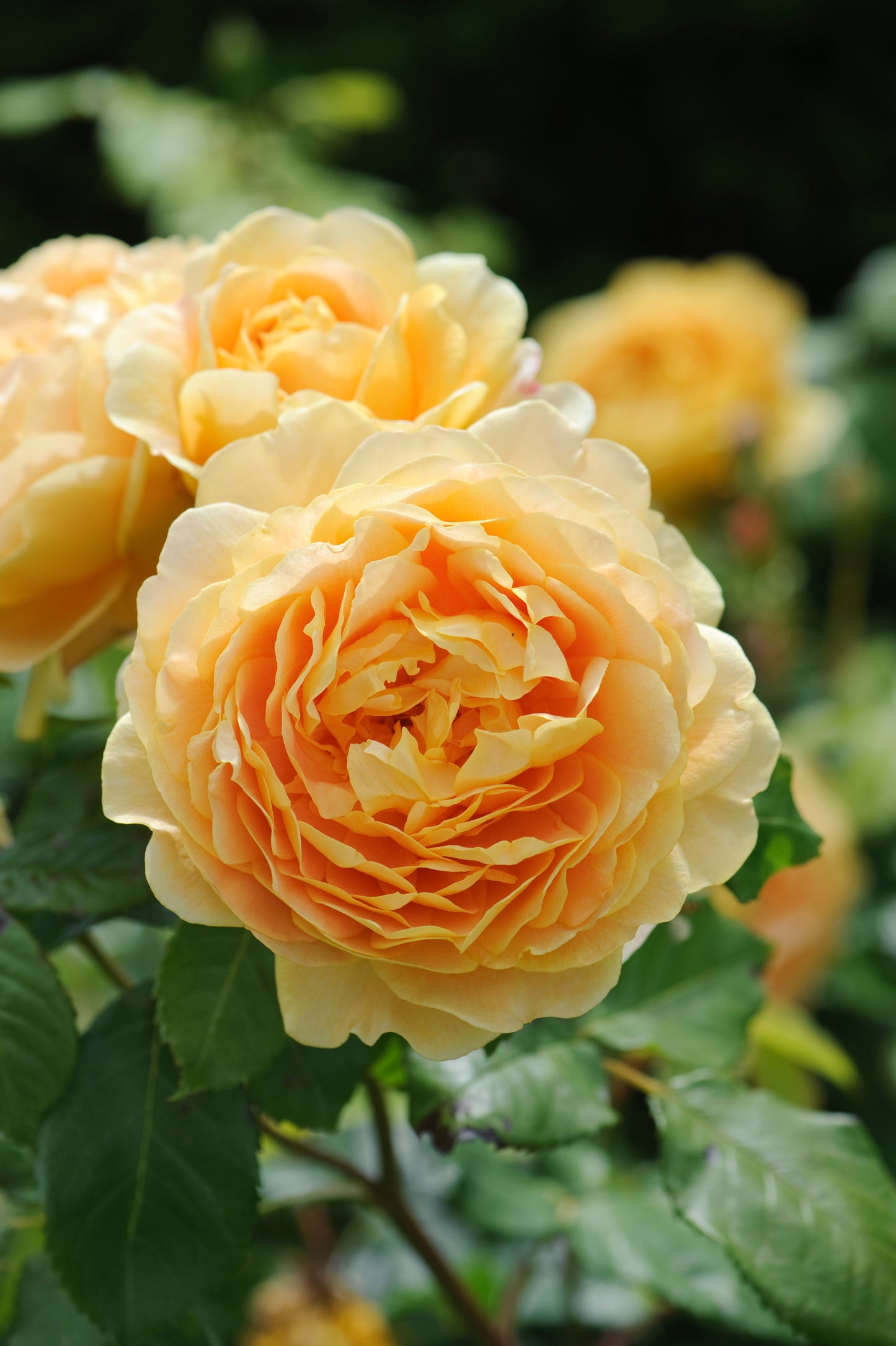 David Austin Rose Golden Celebration - 20cm Pot