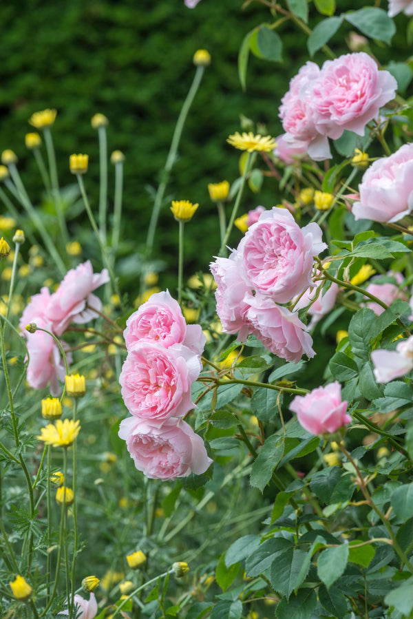 David Austin Rose Wisley 2008 - 20cm Pot