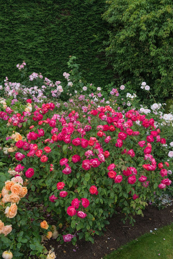 David Austin Bush Rose Benjamin Britten - 20cm Pot