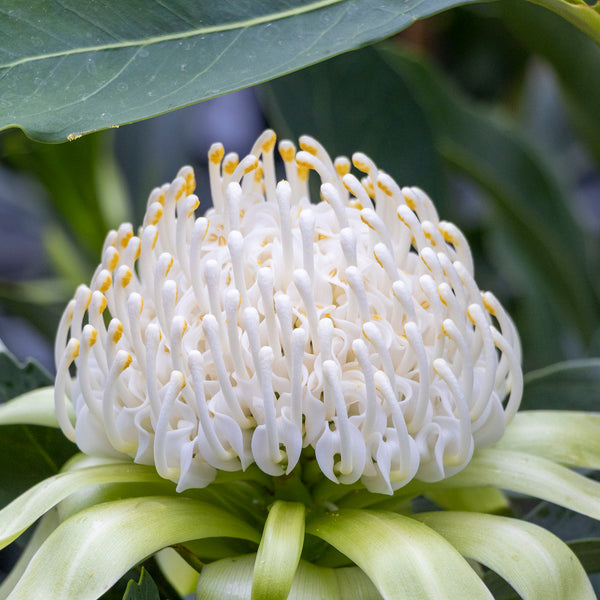 Telopea Shady Lady White - 14cm Pot