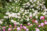 David Austin Bush Rose Tranquility - 20cm Pot
