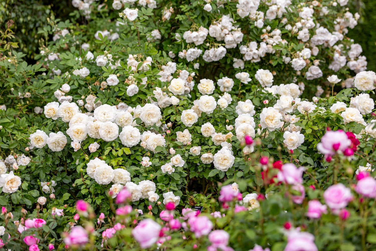 David Austin Bush Rose Tranquility - 20cm Pot