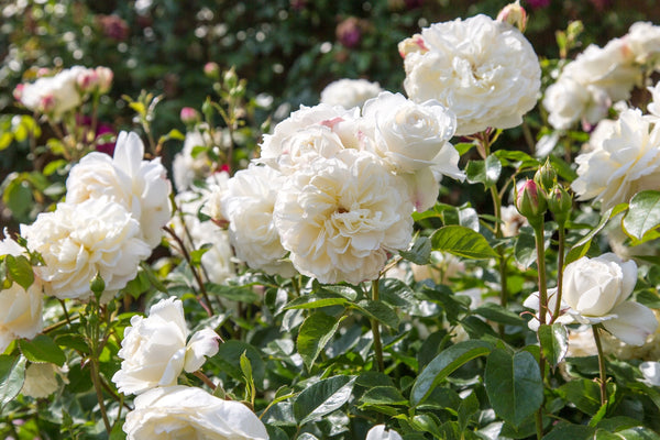 David Austin Bush Rose Tranquility - 20cm Pot