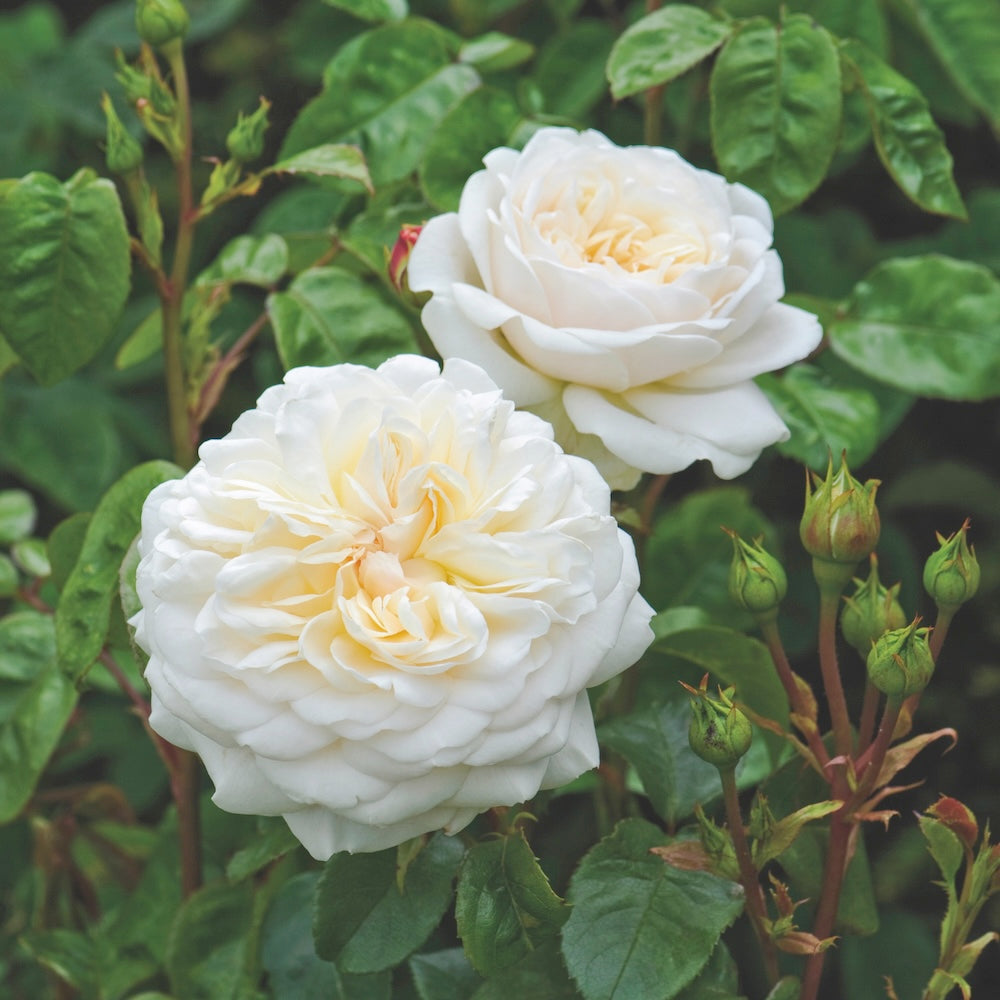David Austin Bush Rose Tranquility - 20cm Pot