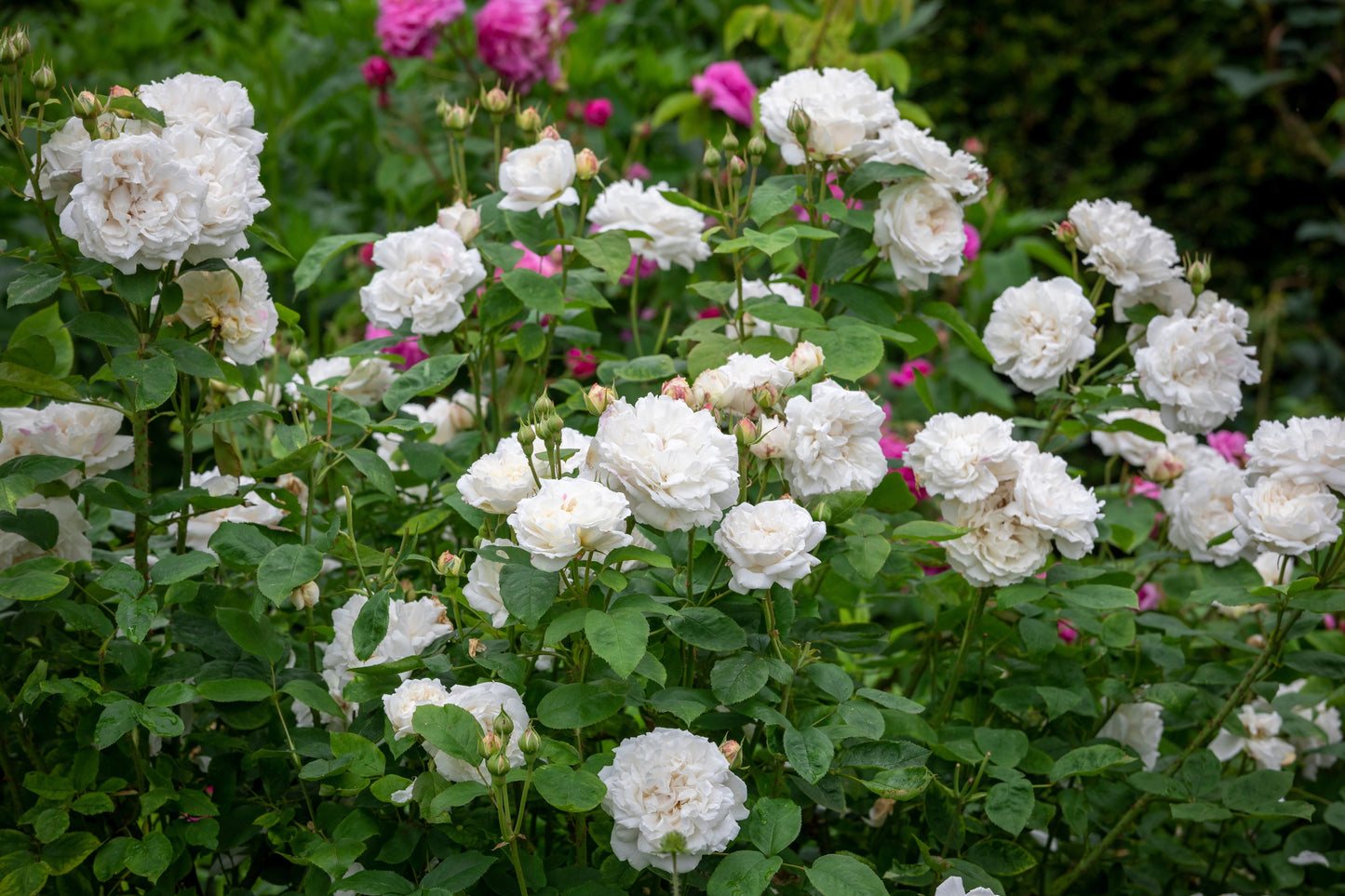 David Austin Rose Winchester Cathedral - 20cm Pot