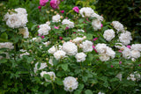 David Austin Rose Winchester Cathedral - 20cm Pot