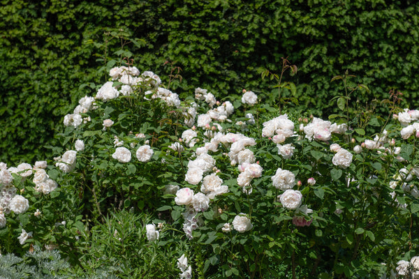 David Austin Rose Winchester Cathedral - 20cm Pot