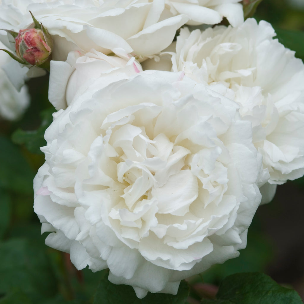 David Austin Rose Winchester Cathedral - 20cm Pot