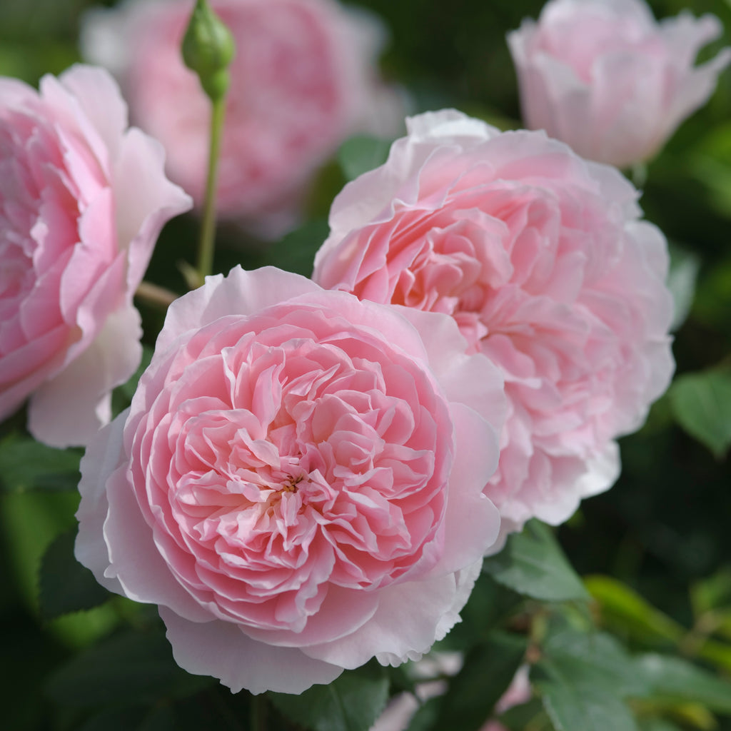 David Austin Rose Wisley 2008 - 20cm Pot