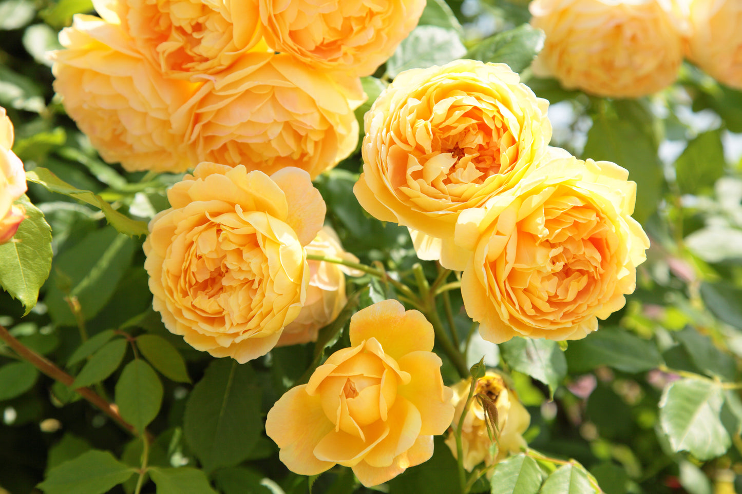 David Austin Rose Golden Celebration - 20cm Pot