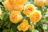 David Austin Rose Golden Celebration - 20cm Pot