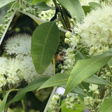 Backhousia Citriodora Lemon Myrtle - 27cm Pot